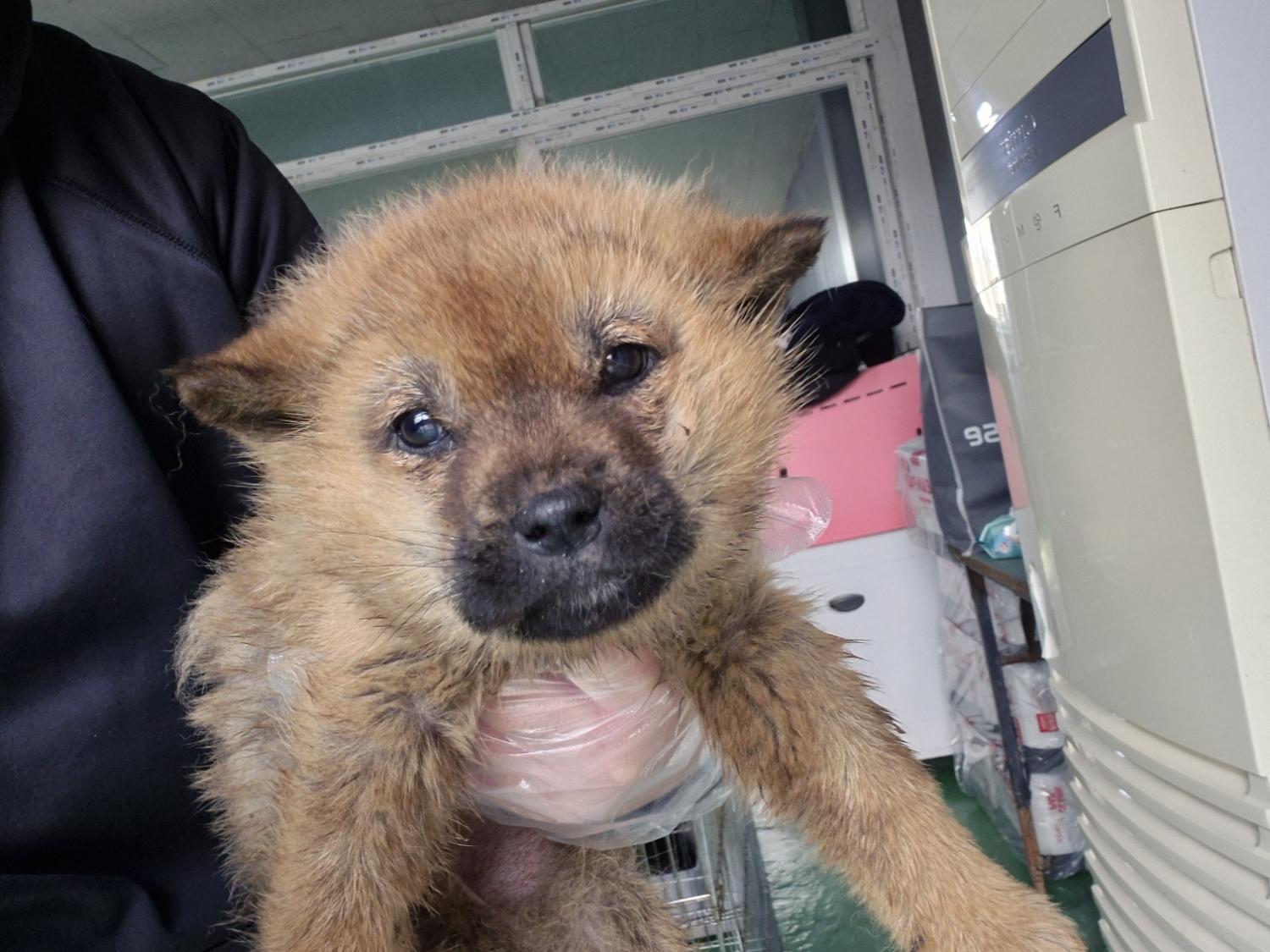 종료(자연사) 믹스…