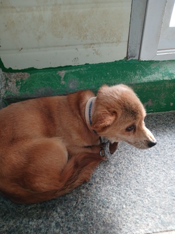 영주시 동물보호센터_447509202500005