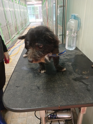 영주시 동물보호센터_447509202500006