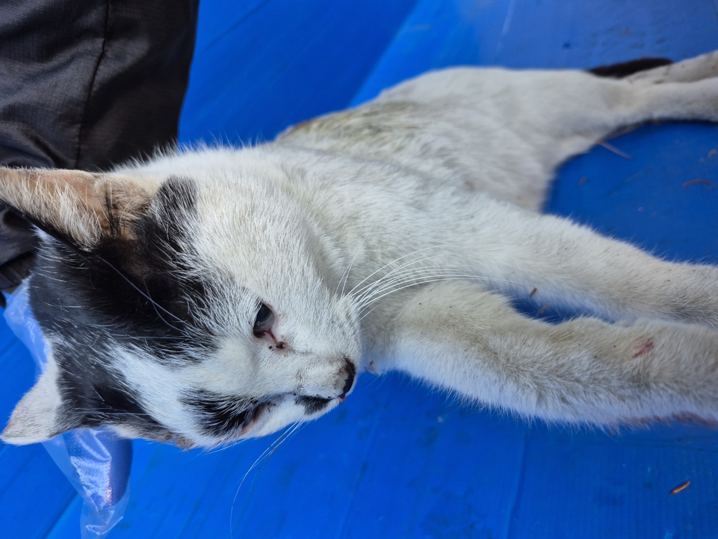 한국야생동물보호협회_441393202500003