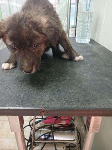 보호중 믹스견의 가…