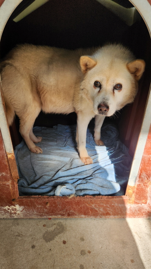 보호중 진도견의 가…