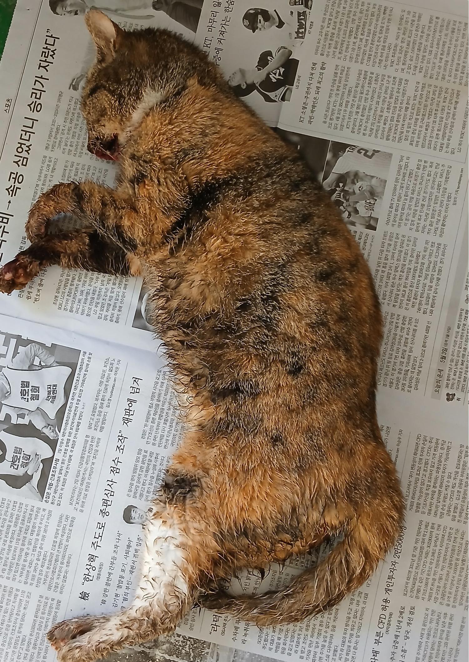 대구유기동물보호협회_427347202500002