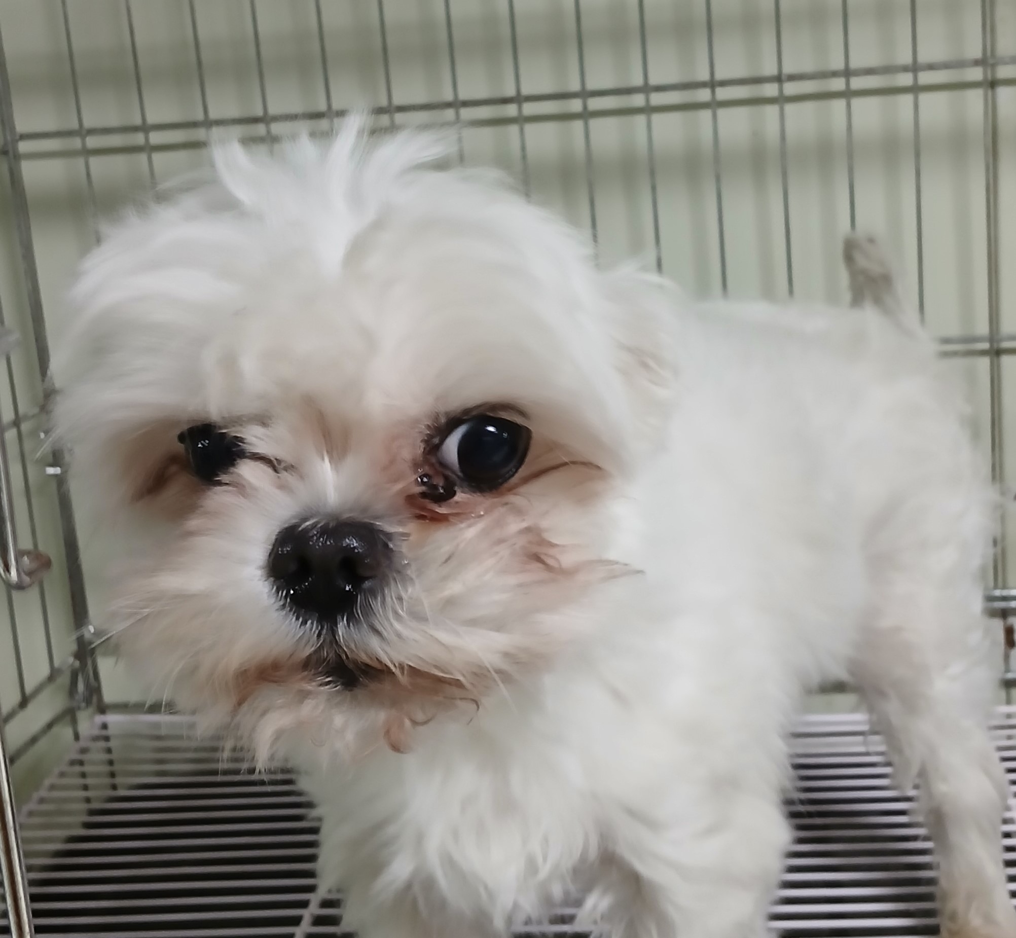 대구유기동물보호센터_427342202500002