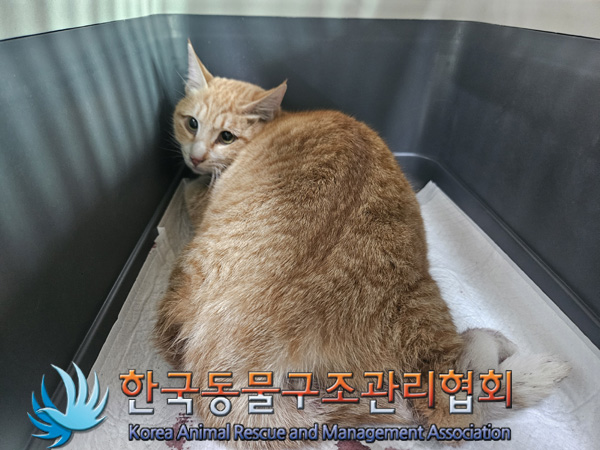 한국동물구조관리협회_411310202500002