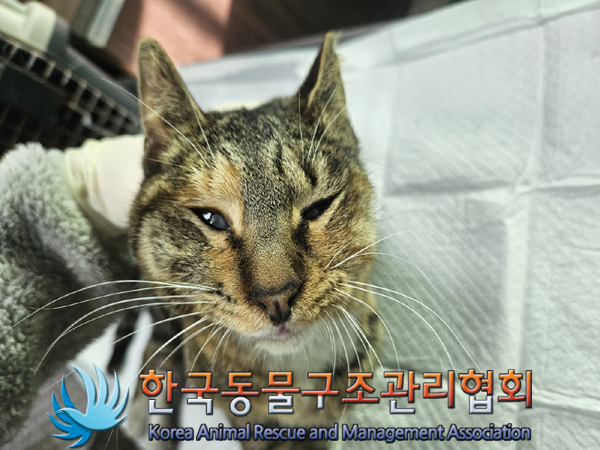 한국동물구조관리협회_411305202500001