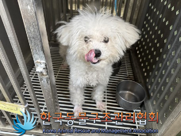 종료(입양) 비숑 …