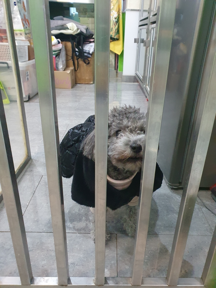 종료(반환) 푸들의…