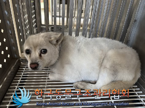 보호중 믹스견의 가…