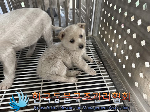 한국동물구조관리협회_441559202500004