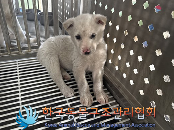 한국동물구조관리협회_441559202500003