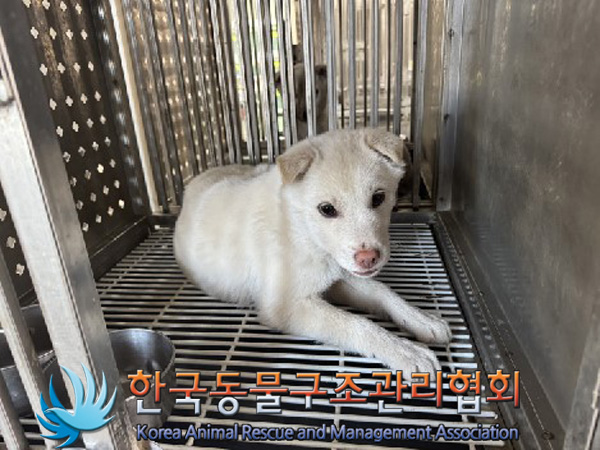 보호중 믹스견의 가…