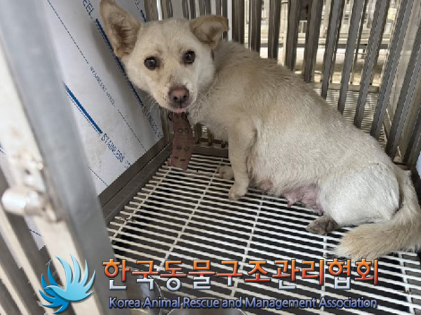 보호중 믹스견의 가…