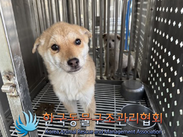 종료(기증) 믹스견…