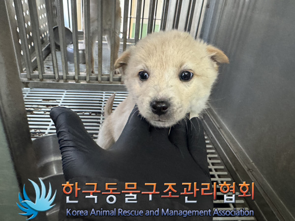 한국동물구조관리협회_441559202500002