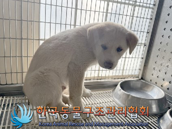 한국동물구조관리협회_441409202500012