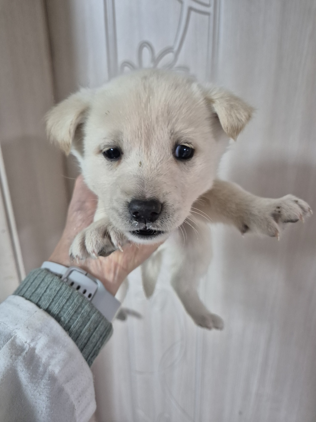 종료(입양) 믹스견…