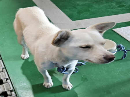 횡성유기동물보호센터_442426202500001