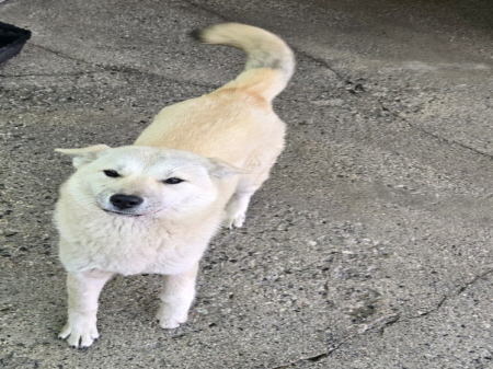 횡성유기동물보호센터_442426202500002
