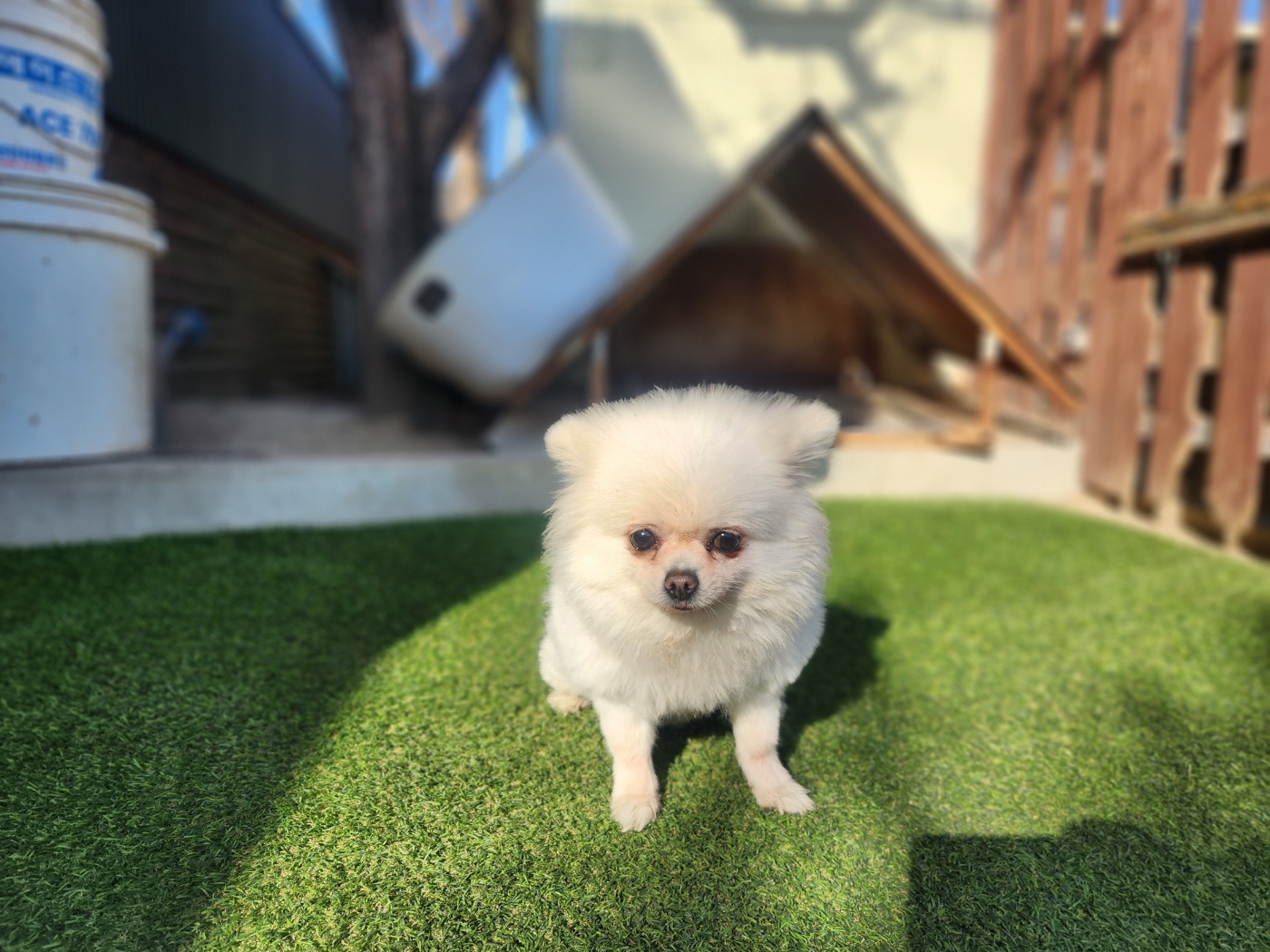 칠곡유기동물보호센터_447522202500001