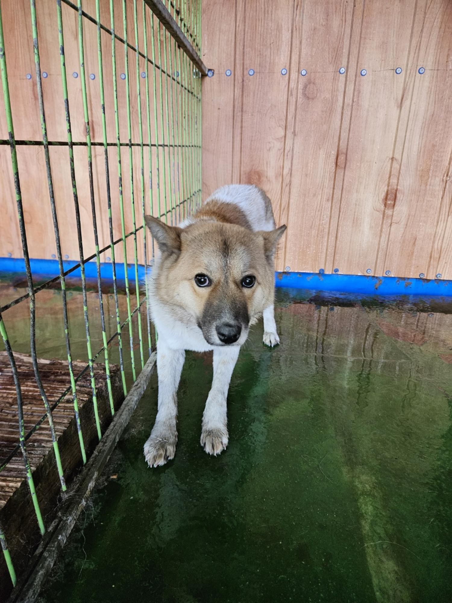 종료(자연사) 믹스…