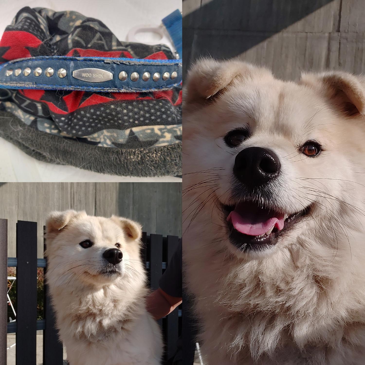경주동물사랑보호센터_447505202500001