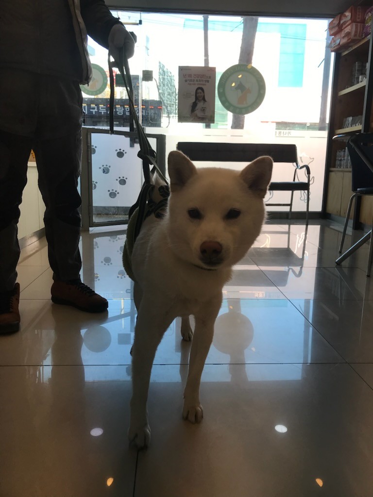 가나동물병원_441386202500006
