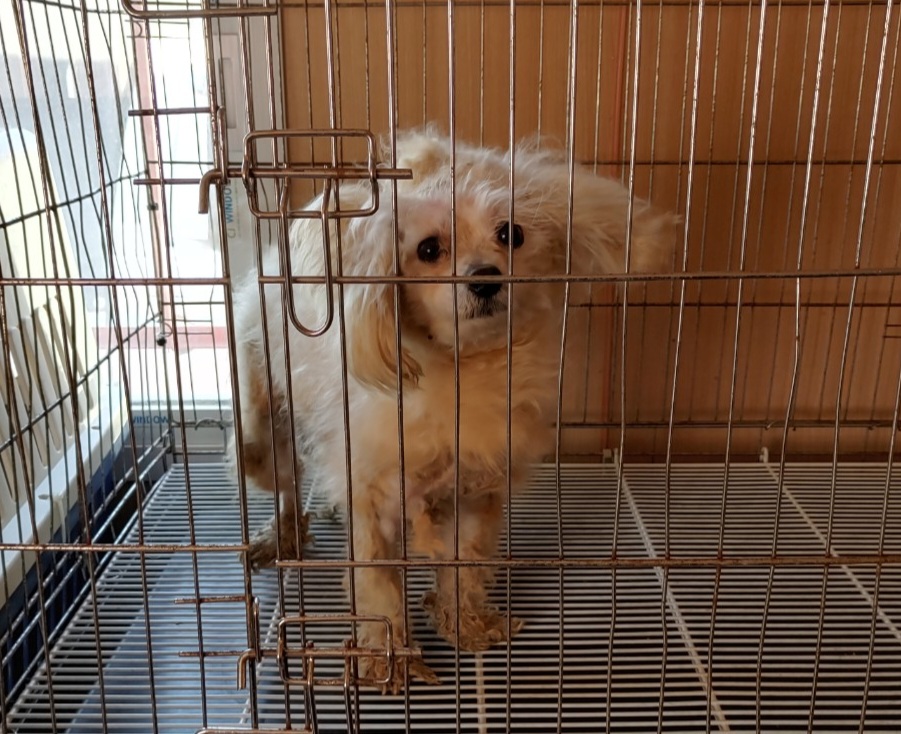 창원유기동물보호소_448567202500002