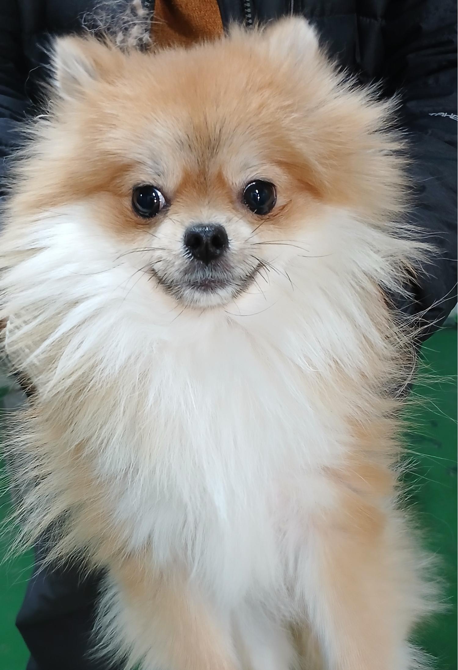 대구유기동물보호센터_427342202500001