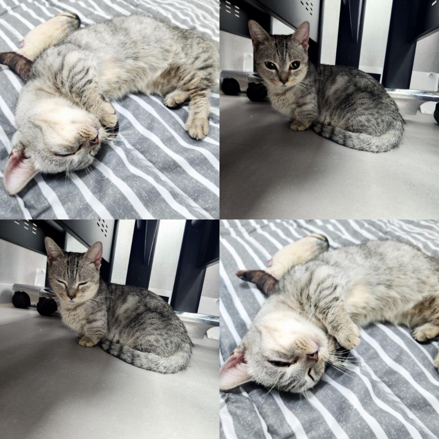 [고양이] 먼치킨 경북-구미-2025-00007 유기동물 배경 이미지 입니다.