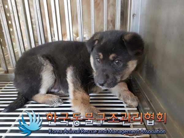 한국동물구조관리협회_441406202402278