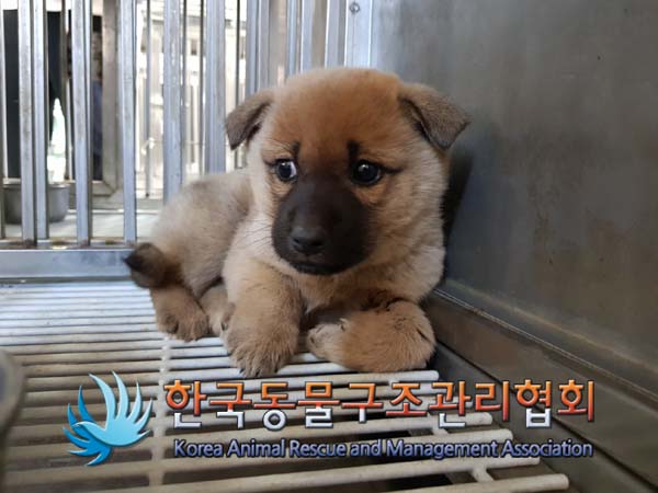 한국동물구조관리협회_441406202402279