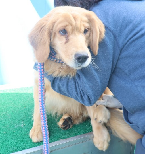제주 동물보호센터_450650202500007