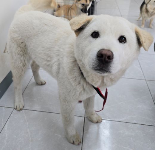 담양군 동물보호센터_446485202500001