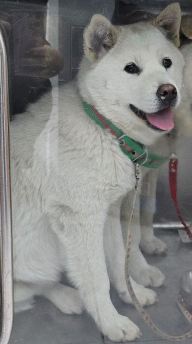 담양군 동물보호센터_446485202500002