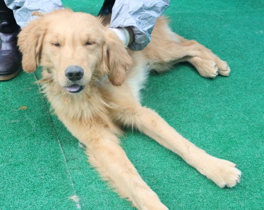 제주 동물보호센터_450650202500022