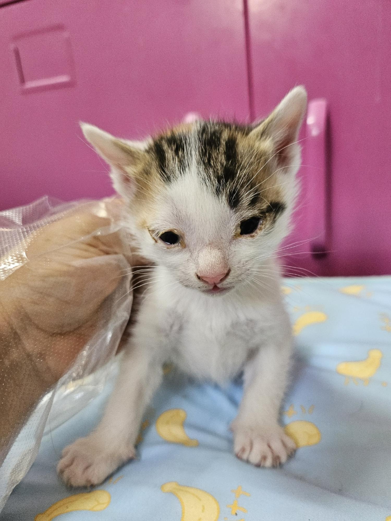 보호중 한국 고양이…