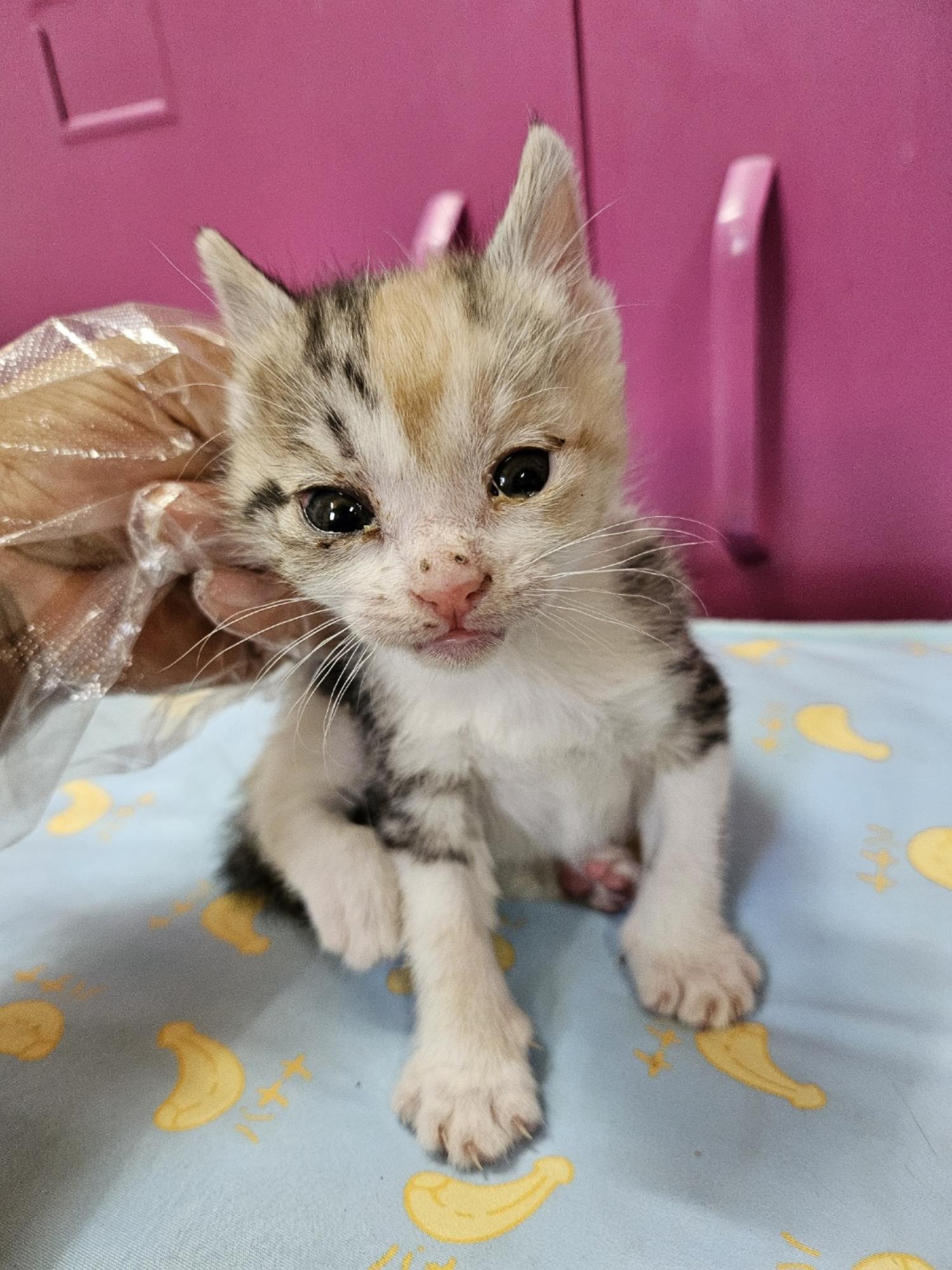 보호중 한국 고양이…