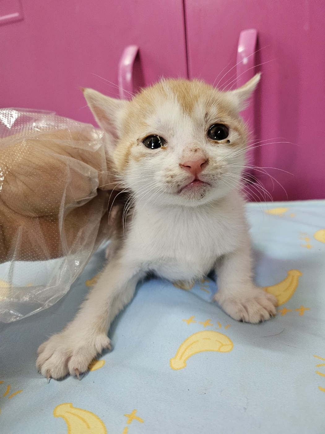 울산유기동물보호센터_431373202500006