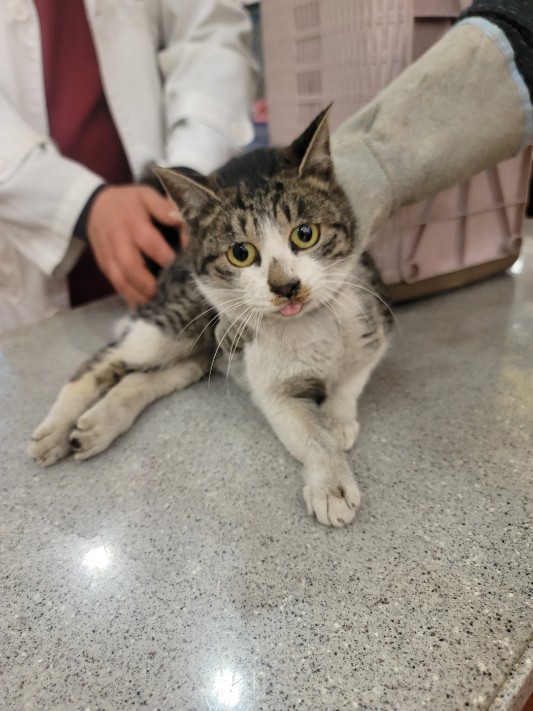 증평 가정견 훈련소_443445202500001