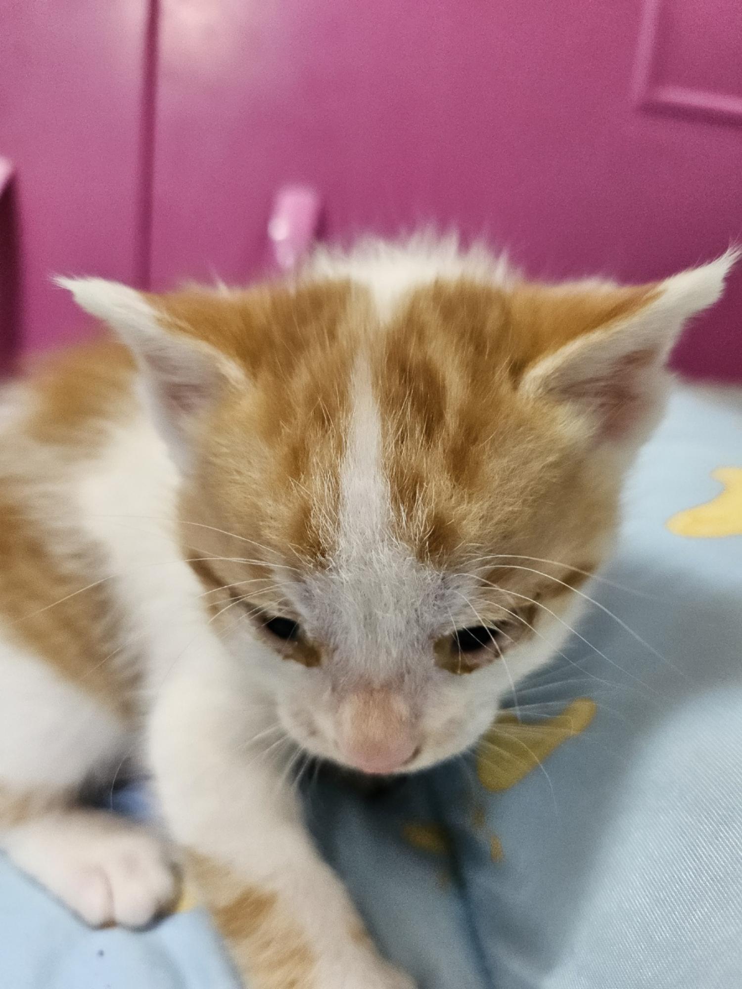 울산유기동물보호센터_431373202500003