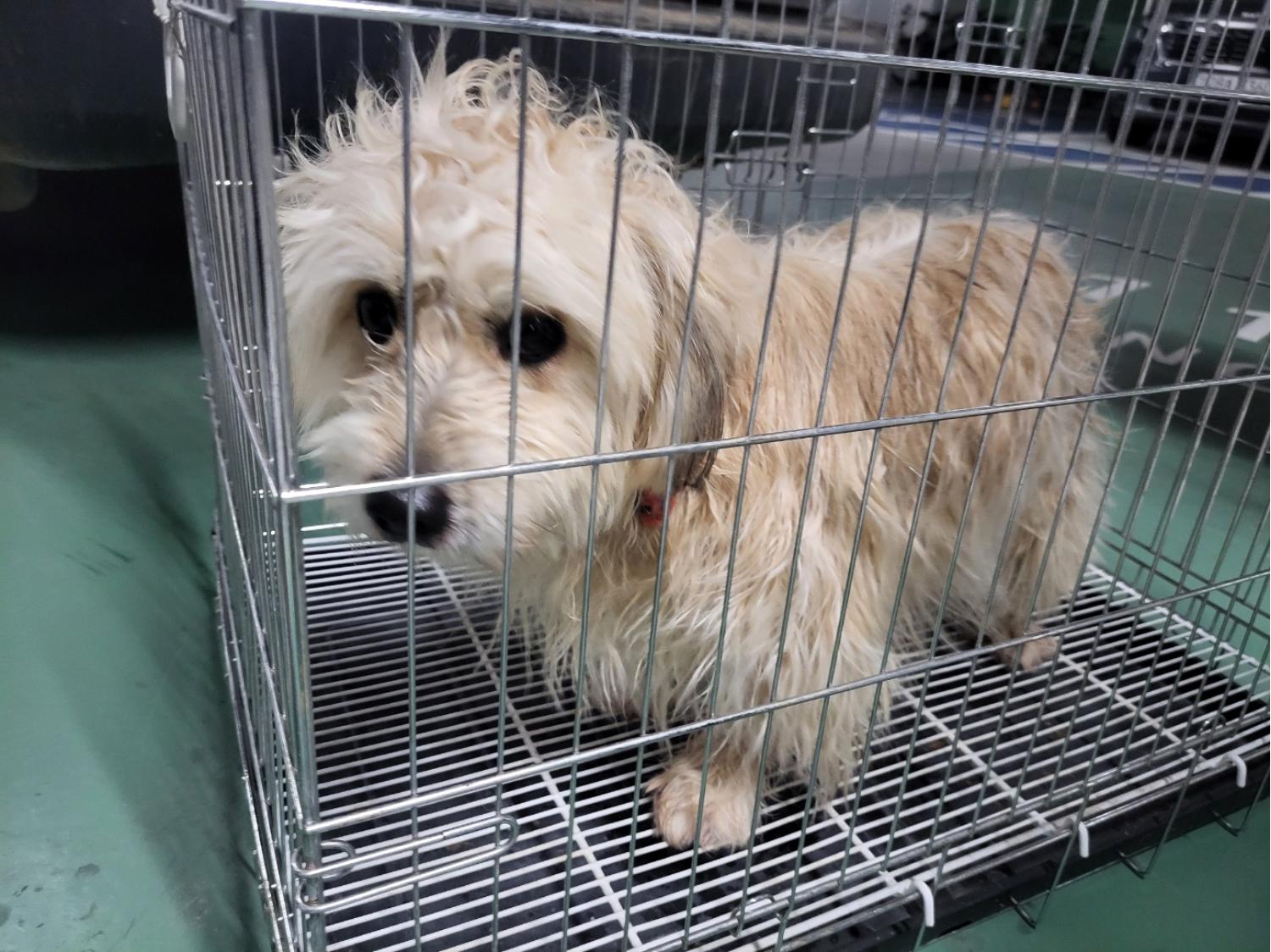 고양시동물보호센터_441394202500008
