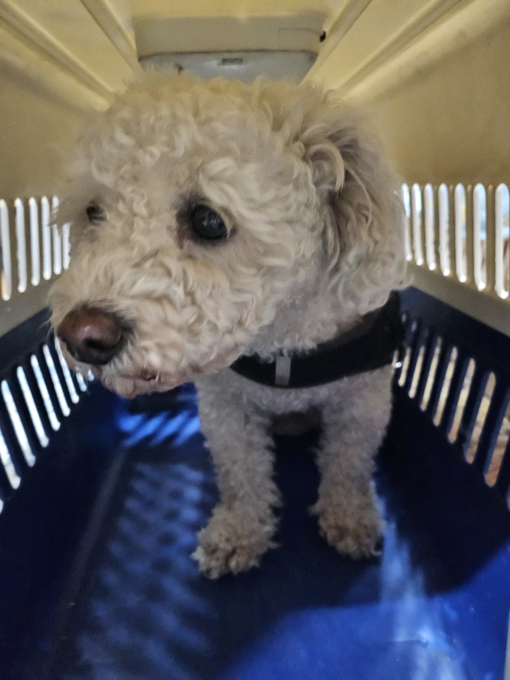 울산유기동물보호센터_431373202500008