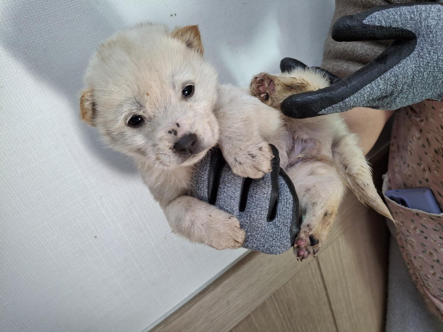 남부여동물보호소_444457202500006