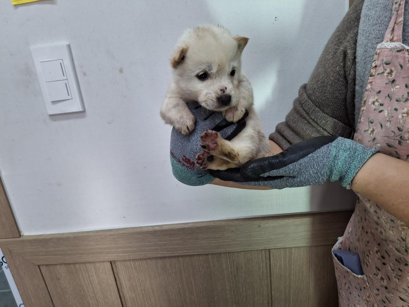 보호중 믹스견의 가…