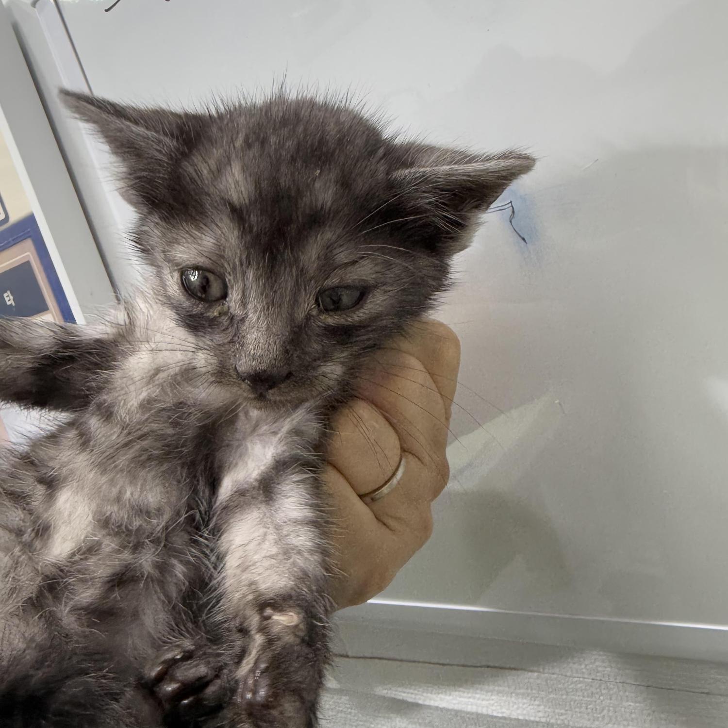 남부여동물보호소_444457202500002