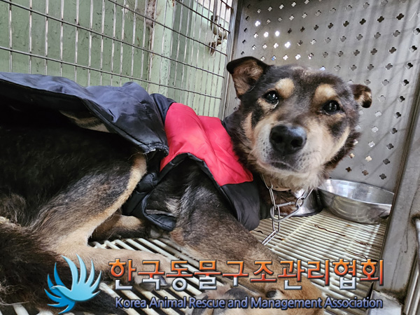 한국동물구조관리협회_411311202500001
