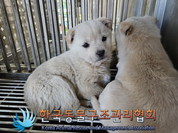 한국동물구조관리협회_441406202500004