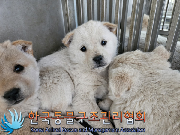 한국동물구조관리협회_441406202500002