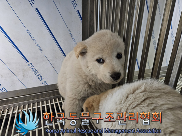 한국동물구조관리협회_441409202500010